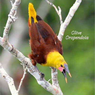 Olive Oropendoia